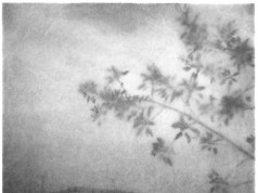 Flore Lavinia
